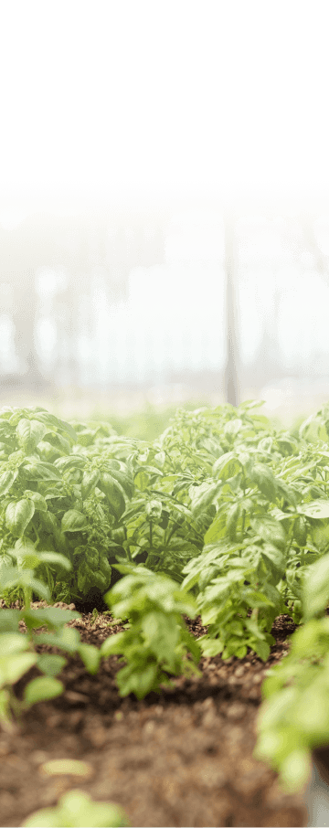 Hero Section Phone Background Bottom